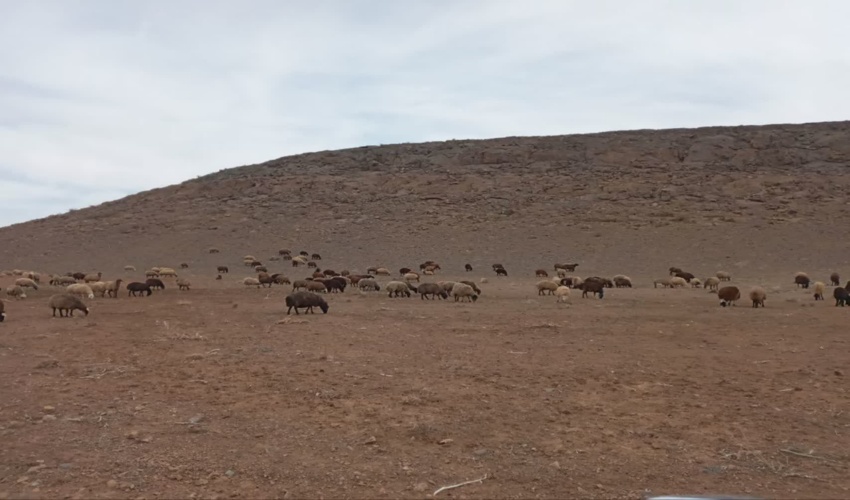 اخراج ۴۰۰ راس دام غیرمجاز از مراتع شهرستان اراک