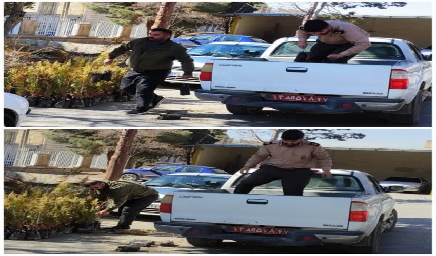 توزیع نهال سرو خمره‌ای و سنجد گلدانی در اداره منابع طبیعی اراک