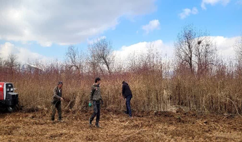 انتقال نهال از نهالستان اداره کل به اداره منابع طبیعی و آبخیزداری فراهان