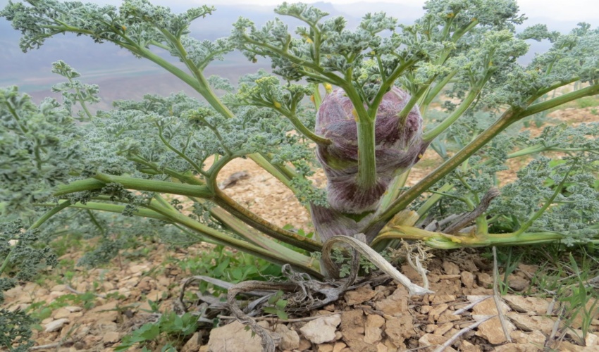 بهار پربارش و هجوم سودجویان به گیاهان دارویی/ زنگ خطر برای مراتع استان مرکزی به صدا درآمد
