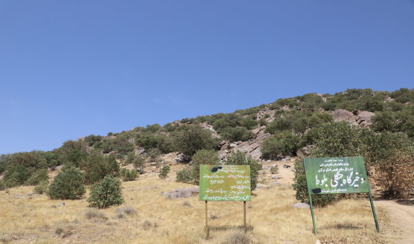 زنگ خطر ریزگردها برای جنگل‌ها و زیست جنوب غرب